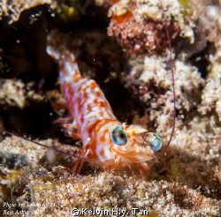 A shrimp with a big look alike smile! by Kelvin H.y. Tan 